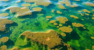 Факторы окраски воды: от минеральных взвесей до цветения водорослей